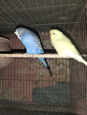 বাজোরিকা পাখি