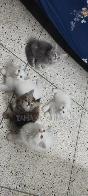 0-1 month Male Purebred Persian