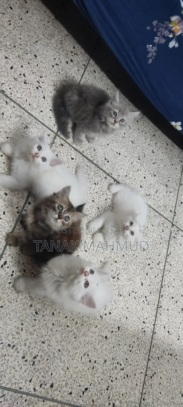 0-1 month Male Purebred Persian