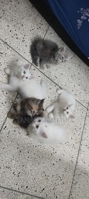 0-1 month Male Purebred Persian