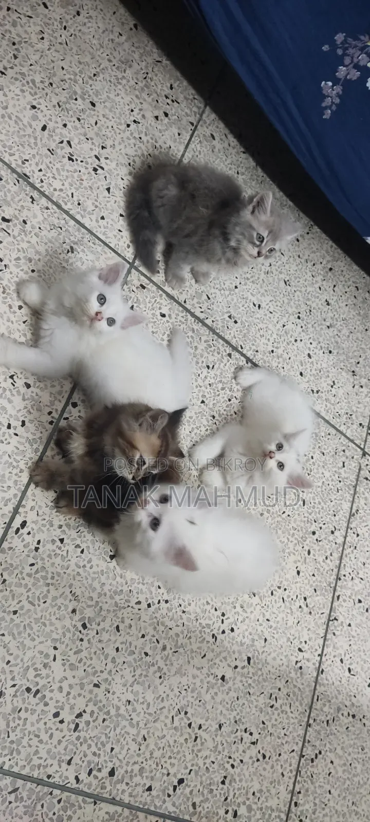 0-1 month Male Purebred Persian