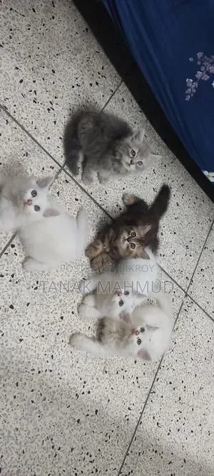 0-1 month Male Purebred Persian