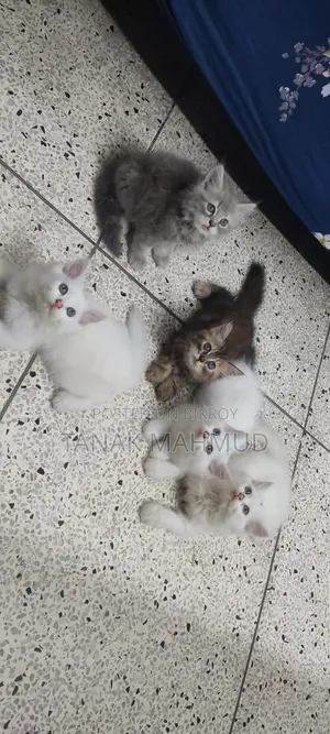 0-1 month Male Purebred Persian