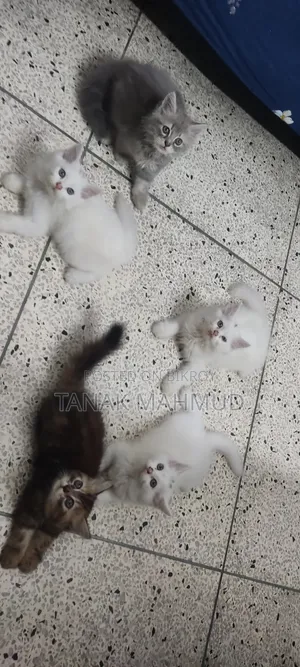 0-1 month Male Purebred Persian