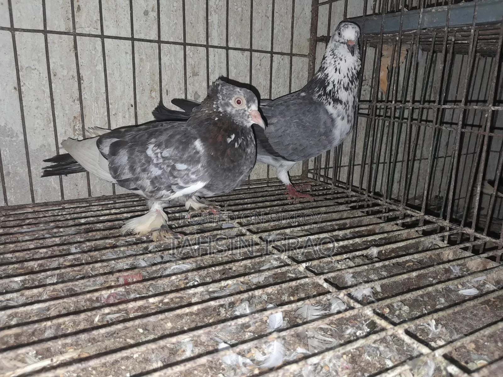 Running Giribaz Pigeon Pair