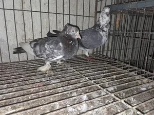 Running Giribaz Pigeon Pair