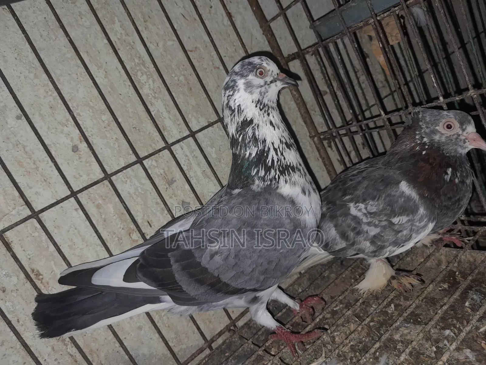 Running Giribaz Pigeon Pair