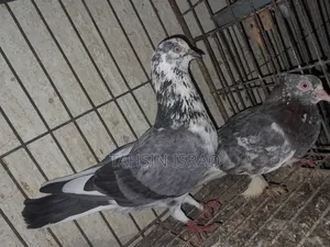 Running Giribaz Pigeon Pair