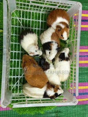 Guinea pigs for sale