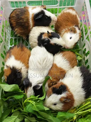 Guinea pigs for sale