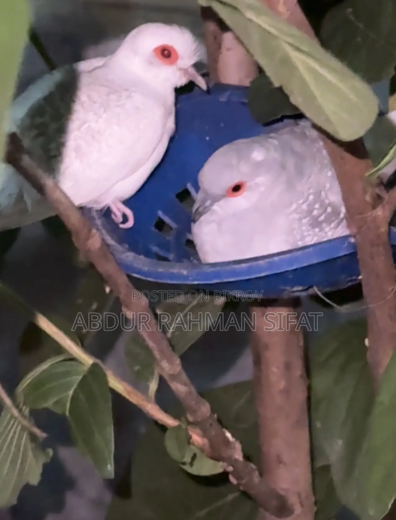 Dove with eggs for sale