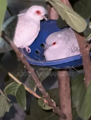 Dove with eggs for sale