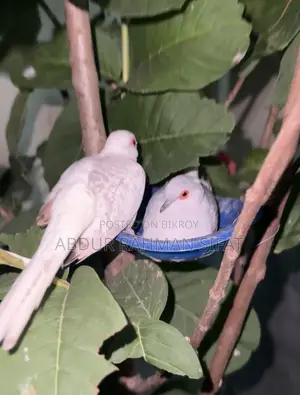 Dove with eggs for sale