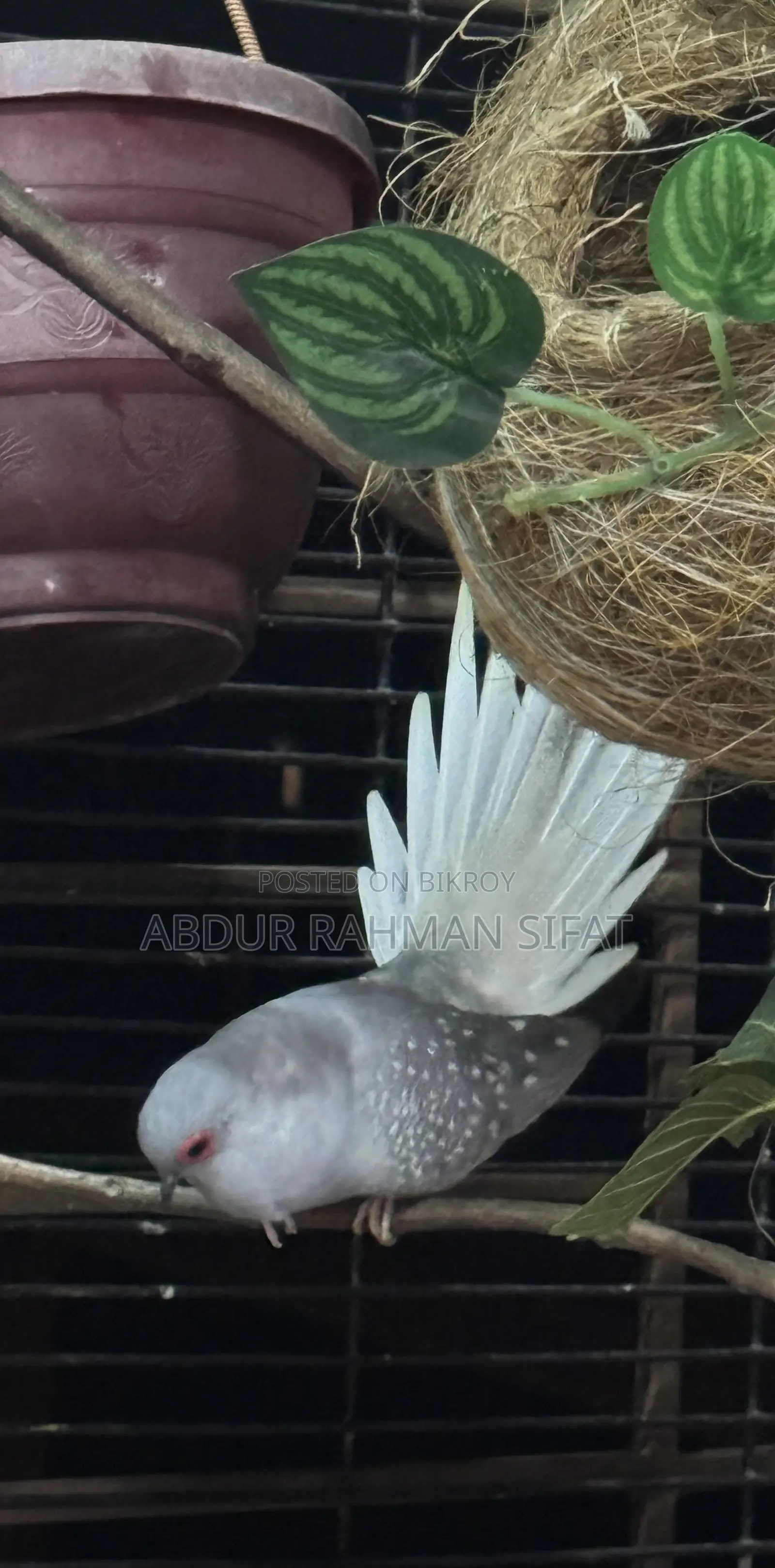 Dove with eggs for sale