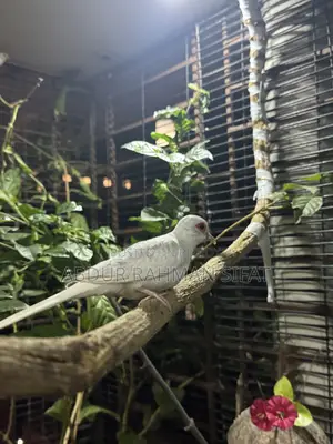 Dove with eggs for sale