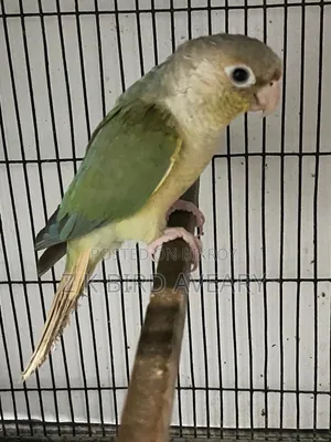 Blue Pineapple Conure Male