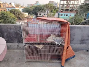 Pigeon and Bird Cage for Sale