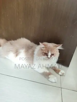 3-6 months Male Purebred Persian