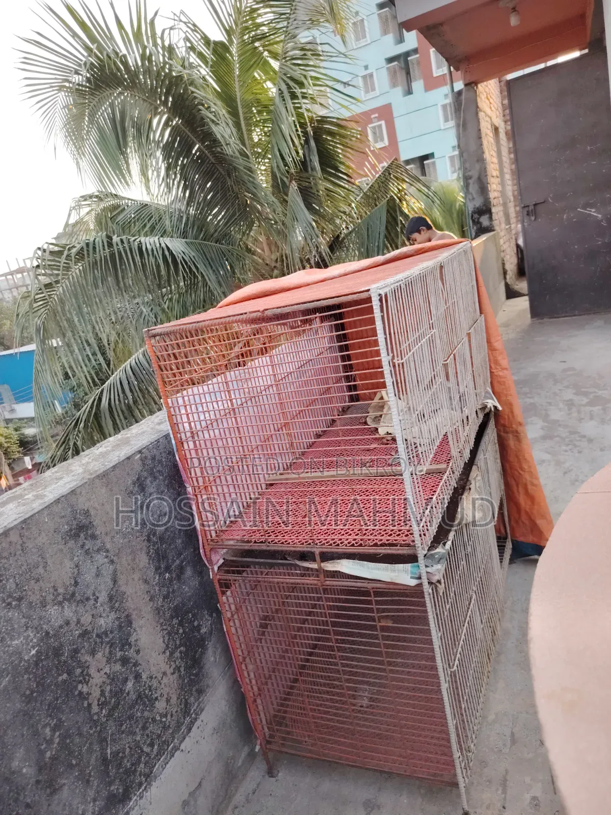 Pigeon and Bird Cage for Sale