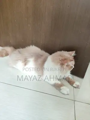 3-6 Months Male Purebred Persian