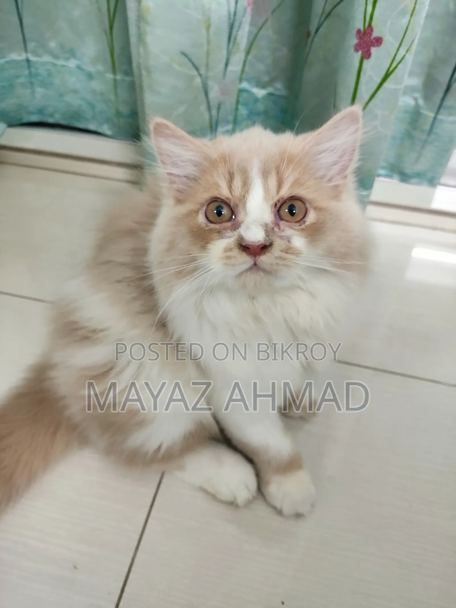 3-6 Months Male Purebred Persian