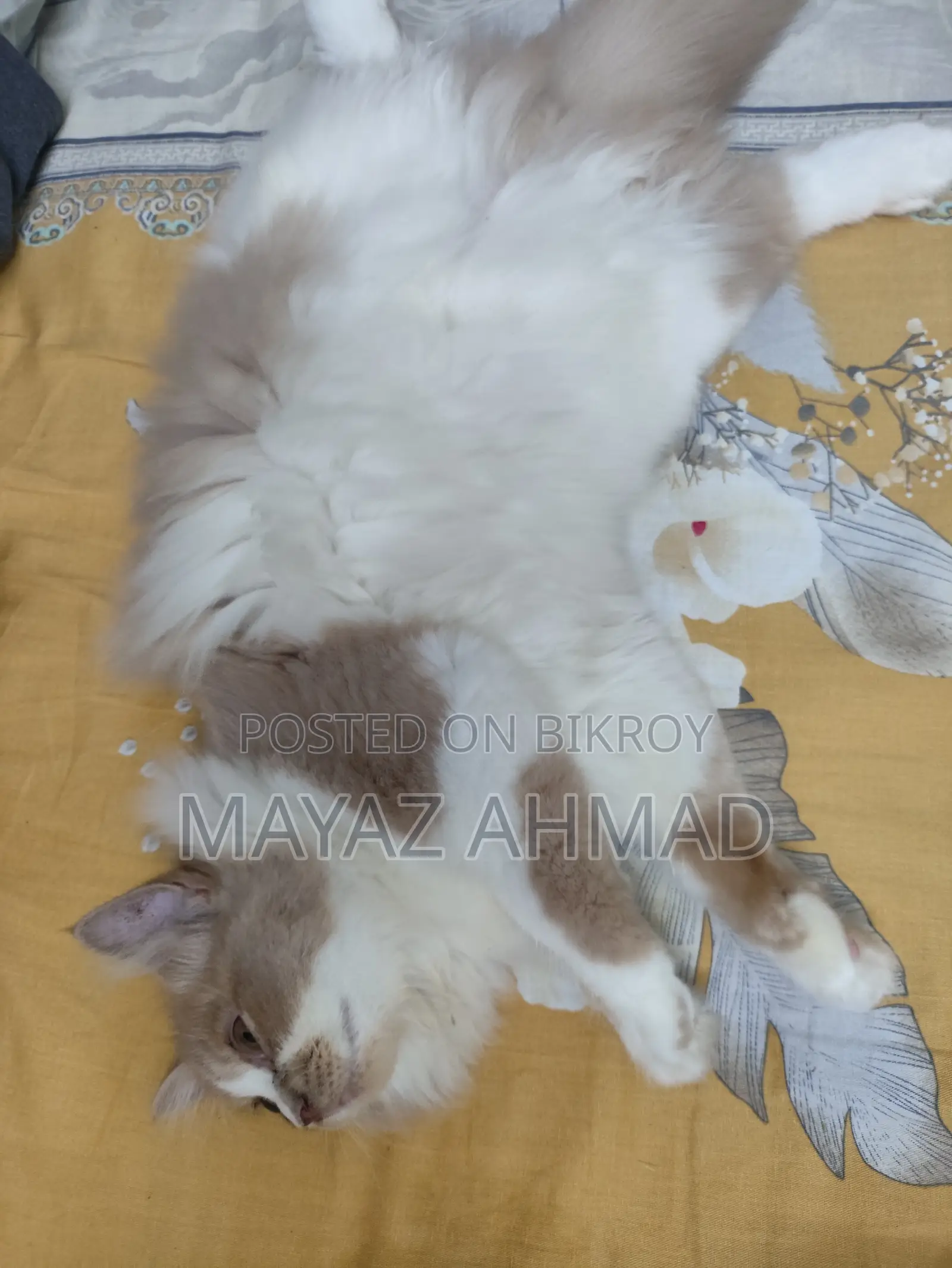 3-6 Months Male Purebred Persian
