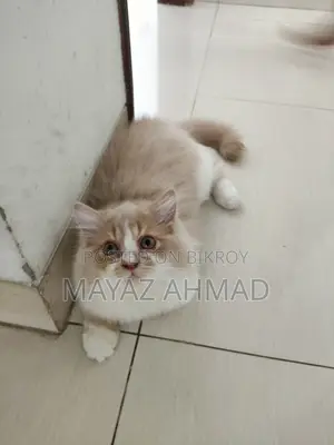 3-6 Months Male Purebred Persian