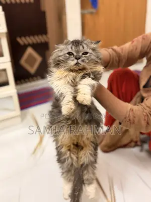 1-3 months Male Purebred Persian