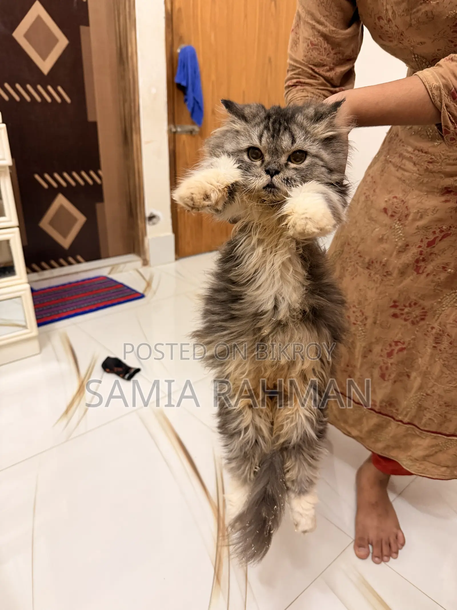 1-3 months Male Purebred Persian