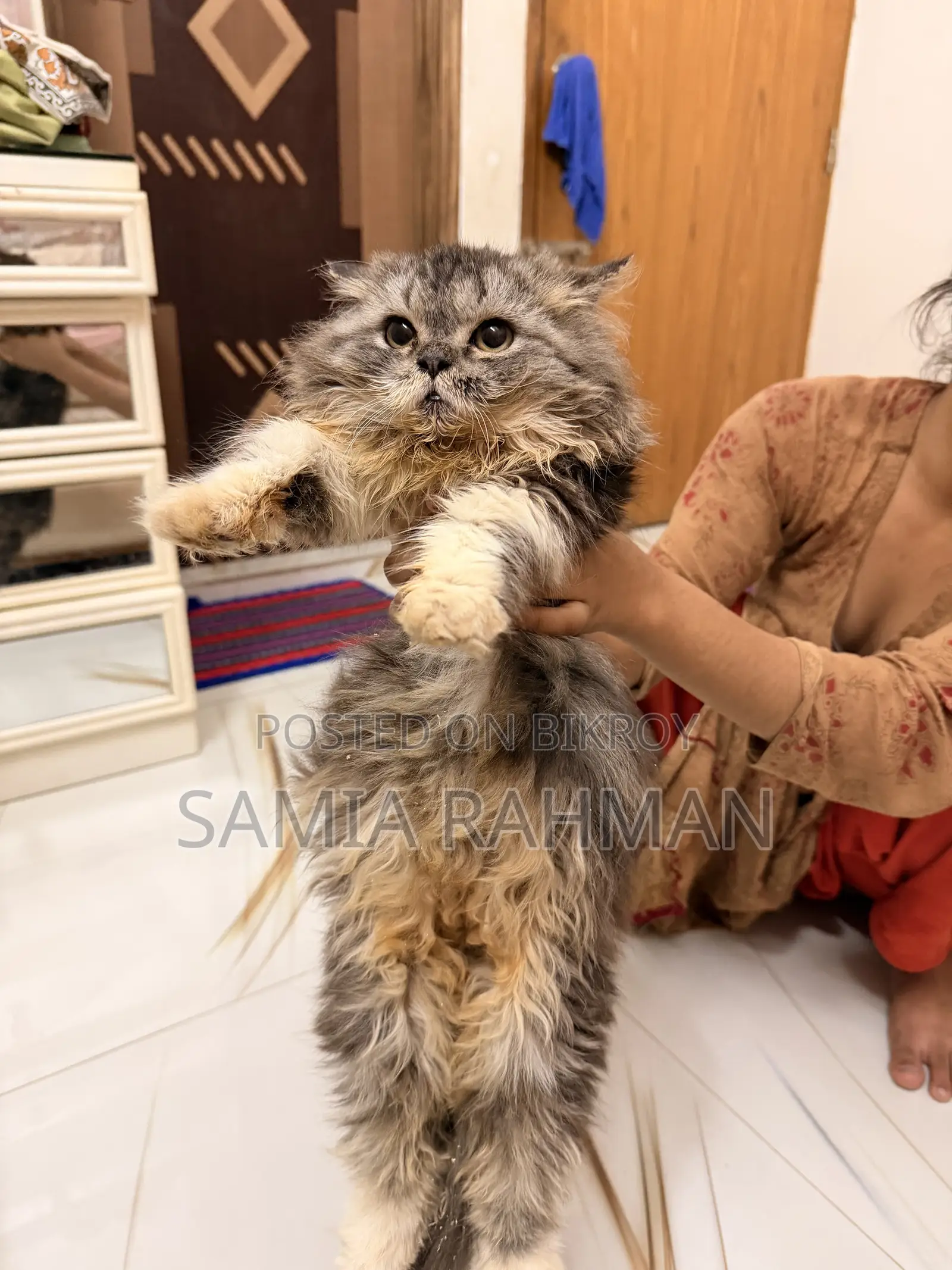 1-3 months Male Purebred Persian