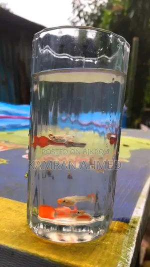 Some Mix Guppies available