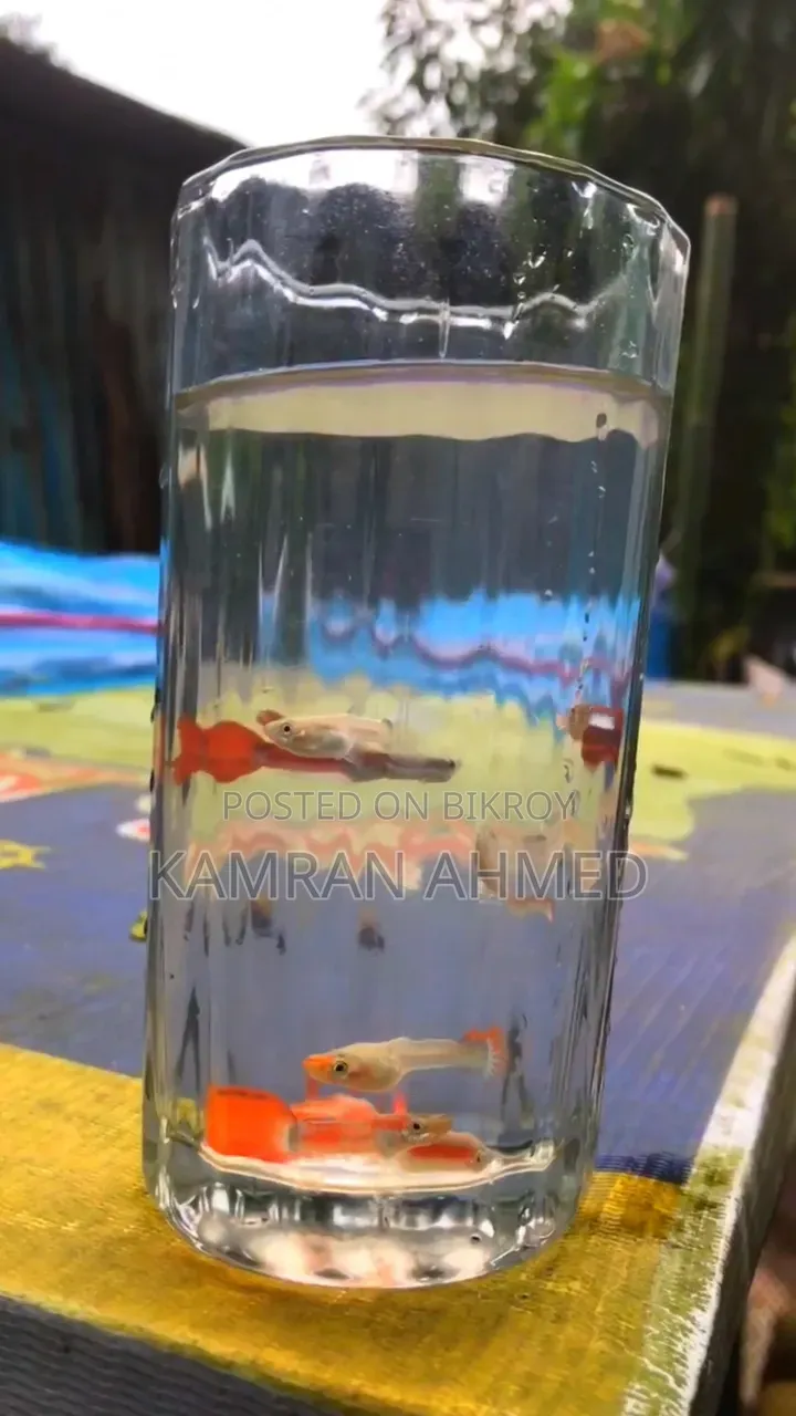 Some Mix Guppies available