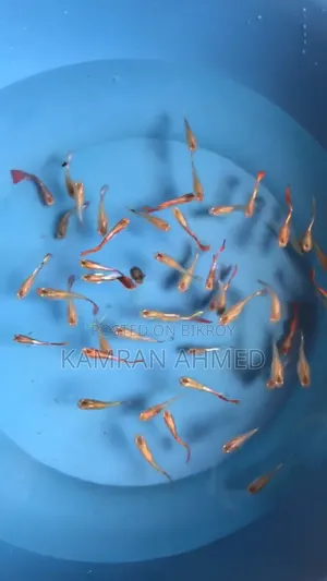 Some Mix Guppies available