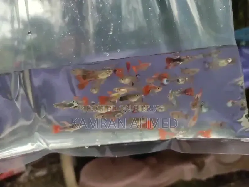 Some Mix Guppies available