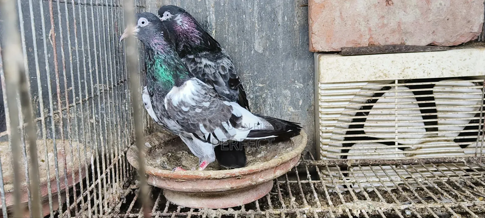 জনসির, সাকি, সালেড়া পাকিস্তান টেডি কবুতর