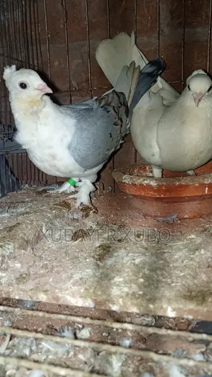 Running Pair