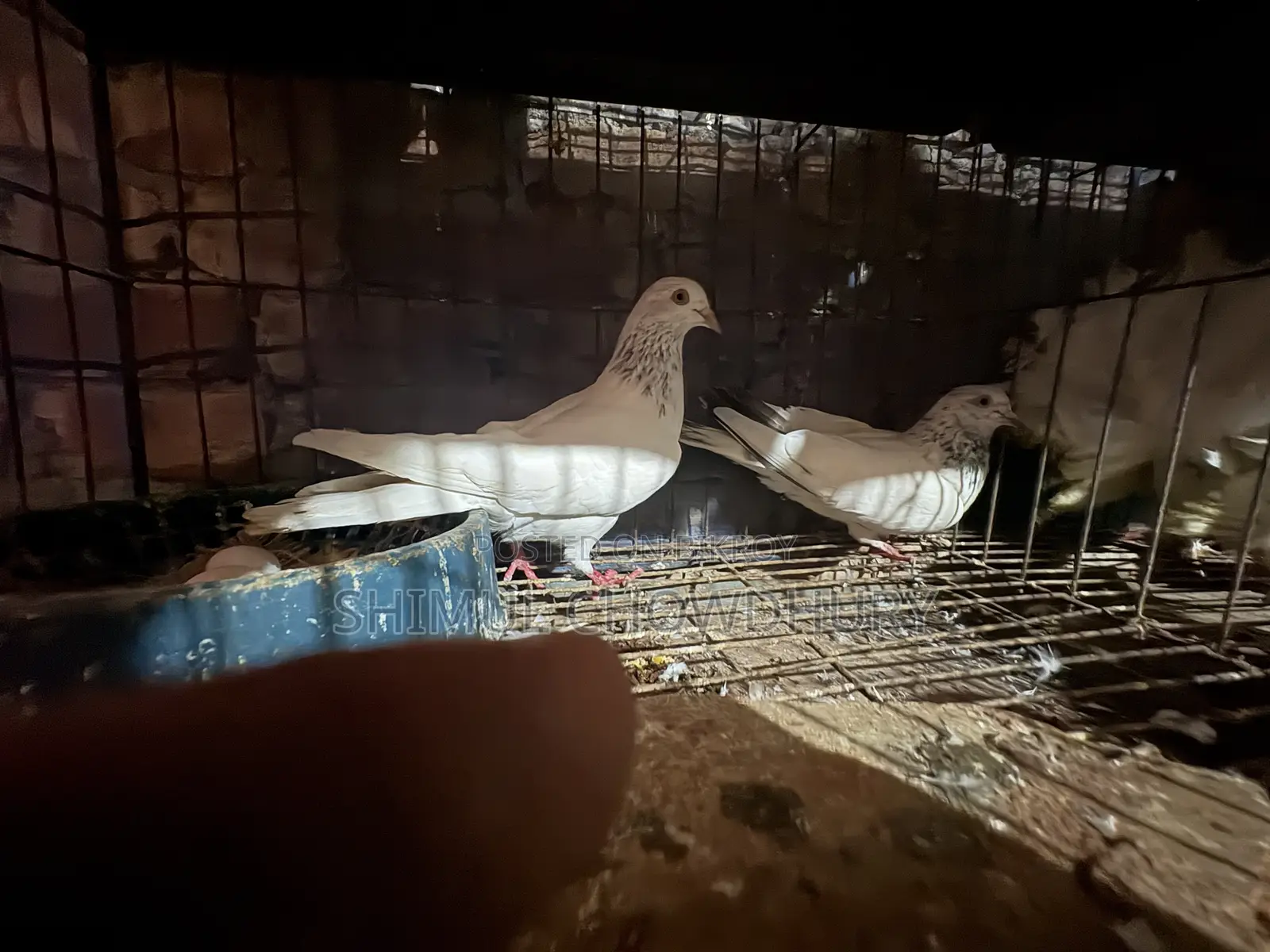 A pair of high-quality pigeons