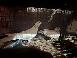 A pair of high-quality pigeons
