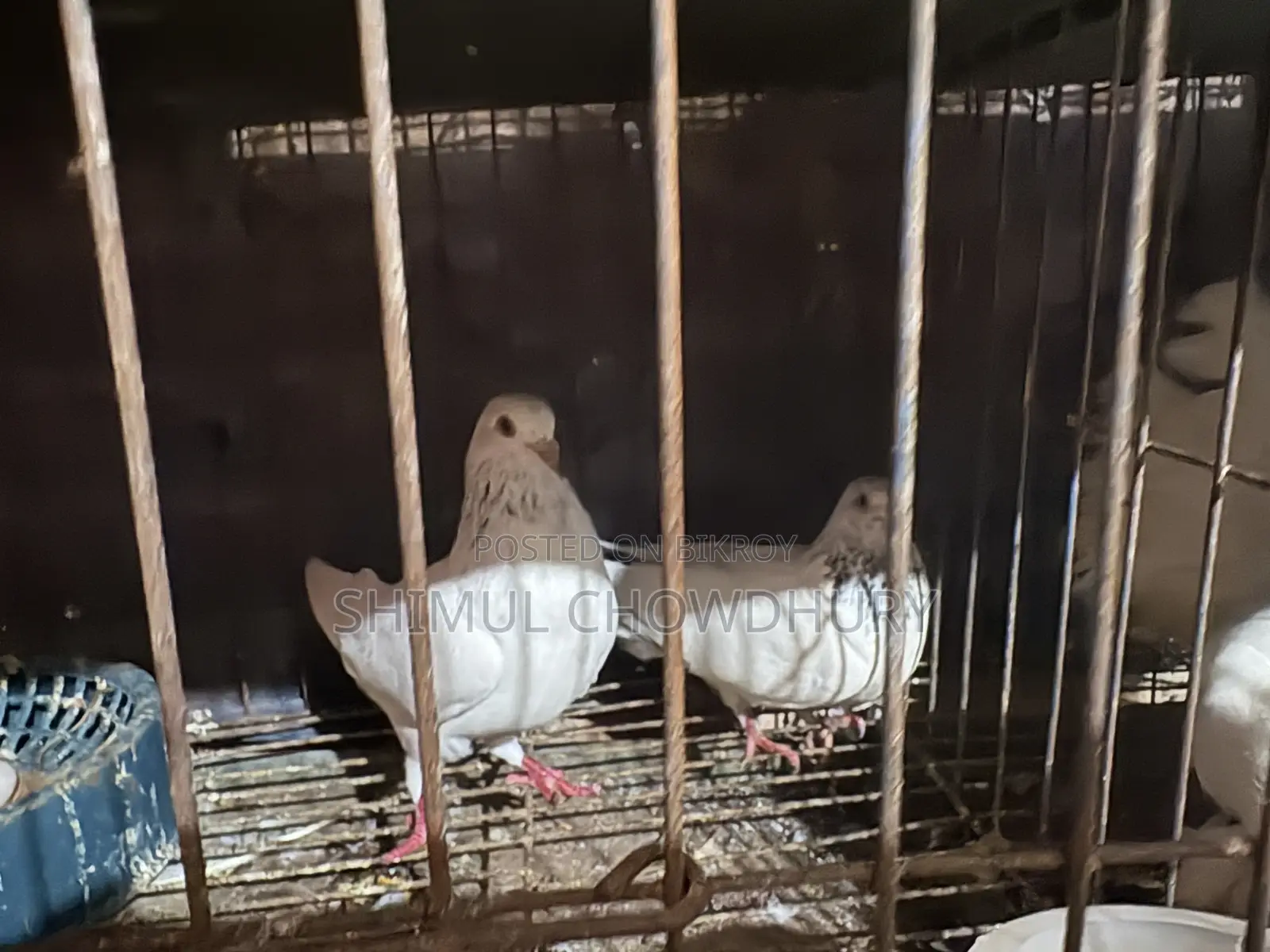 A pair of high-quality pigeons