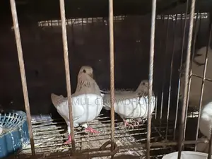 A pair of high-quality pigeons