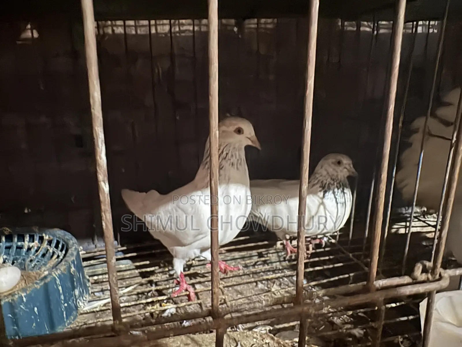 A pair of high-quality pigeons
