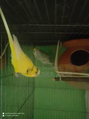 রানিং ২ জোড়া বাজিগার পাখি