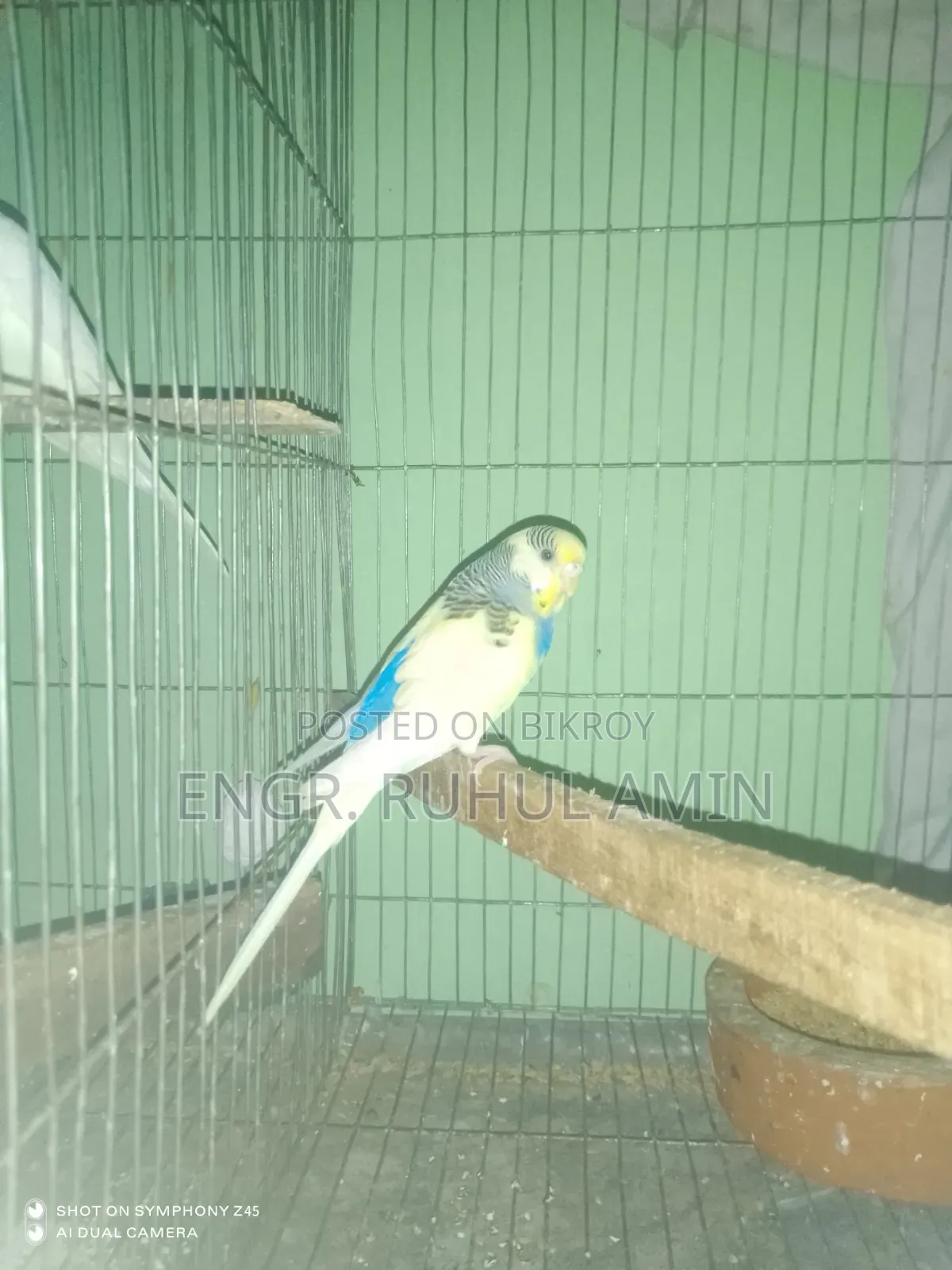 রানিং ২ জোড়া বাজিগার পাখি
