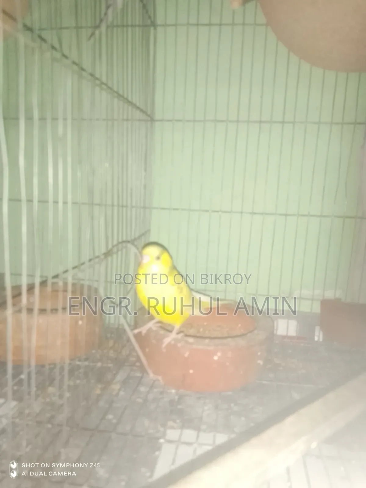 রানিং ২ জোড়া বাজিগার পাখি