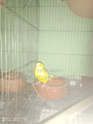 রানিং ২ জোড়া বাজিগার পাখি