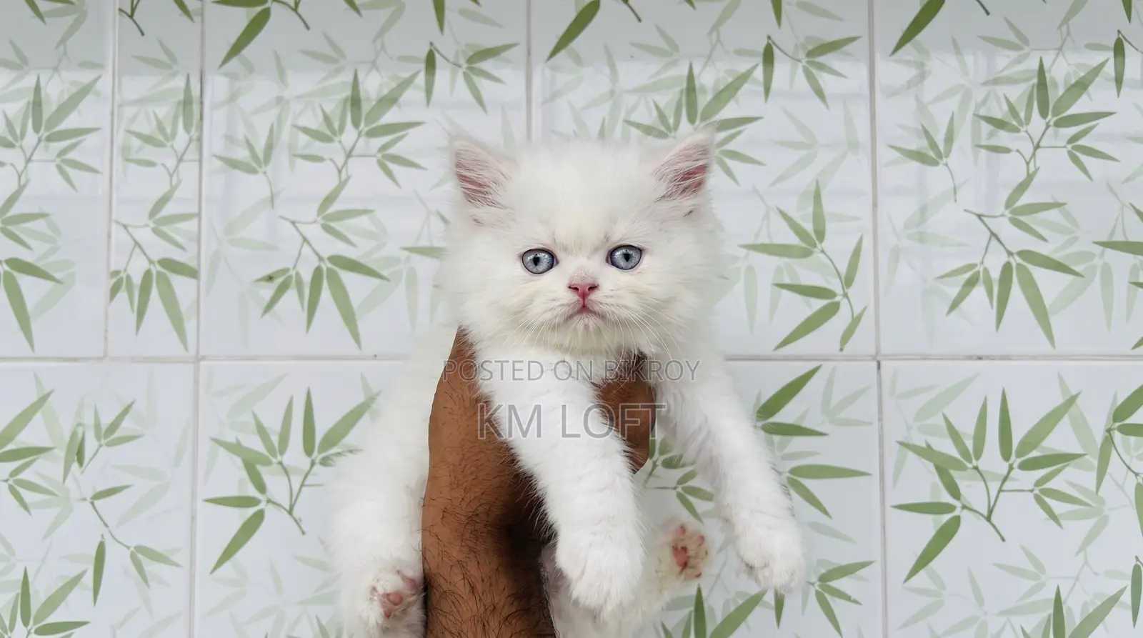 1-3 months Male Purebred Persian