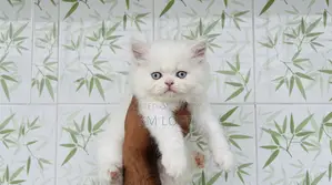 1-3 months Male Purebred Persian