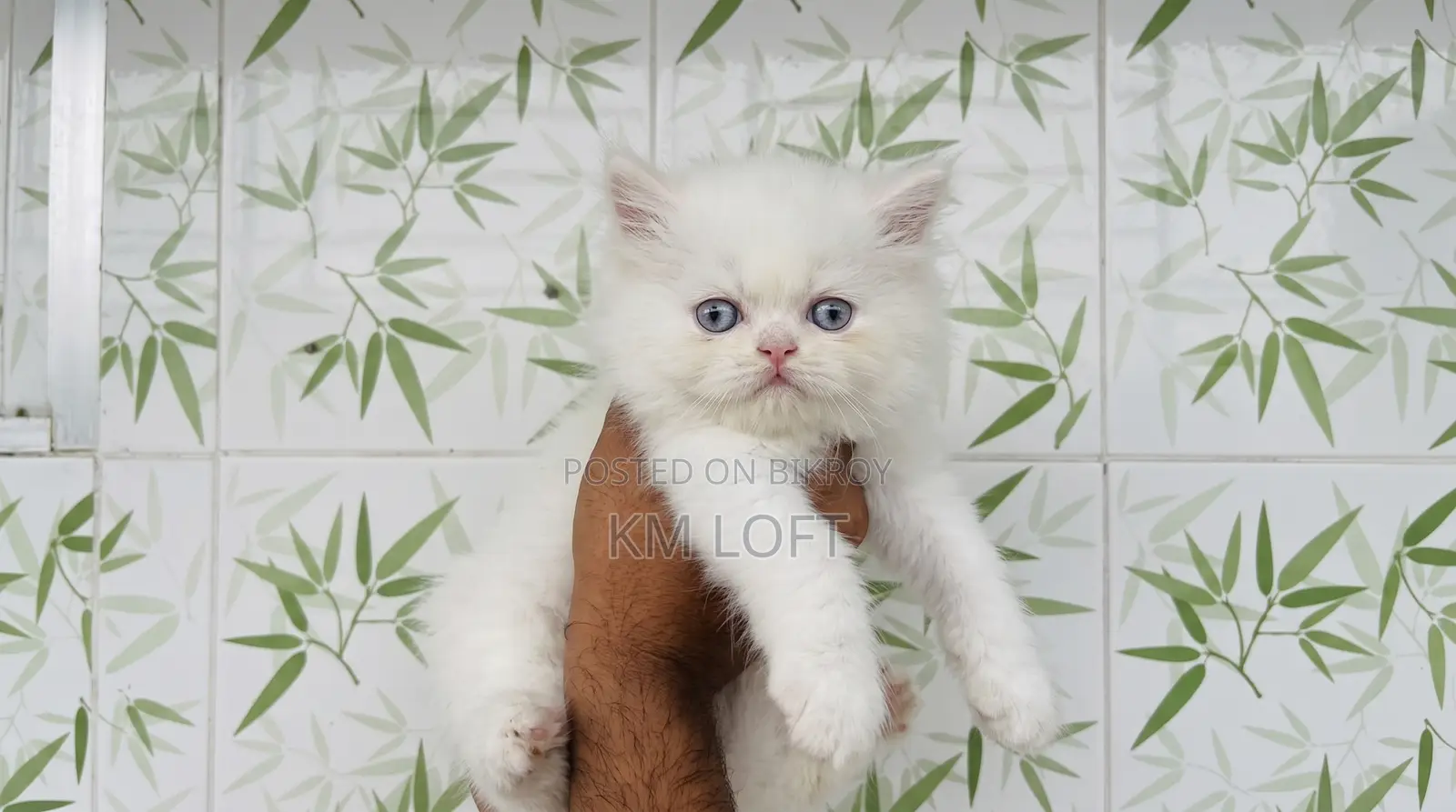1-3 months Male Purebred Persian