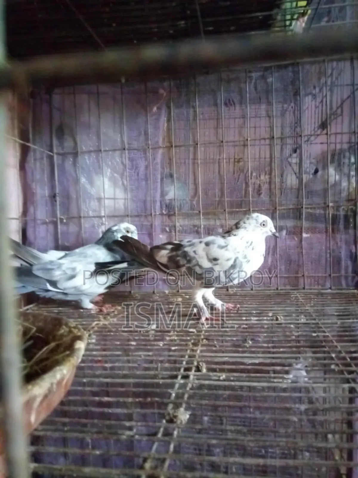 Giribaz Pigeon