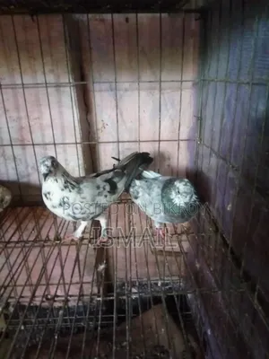 Giribaz Pigeon
